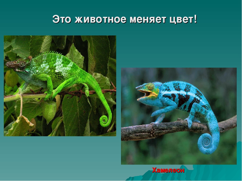 Дидактическая игра "Виды защитной окраски у животных" (дошкольникам)