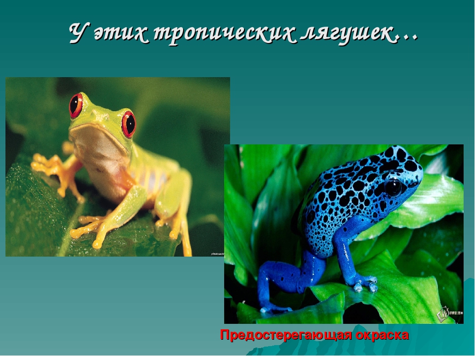 Дидактическая игра "Виды защитной окраски у животных" (дошкольникам)