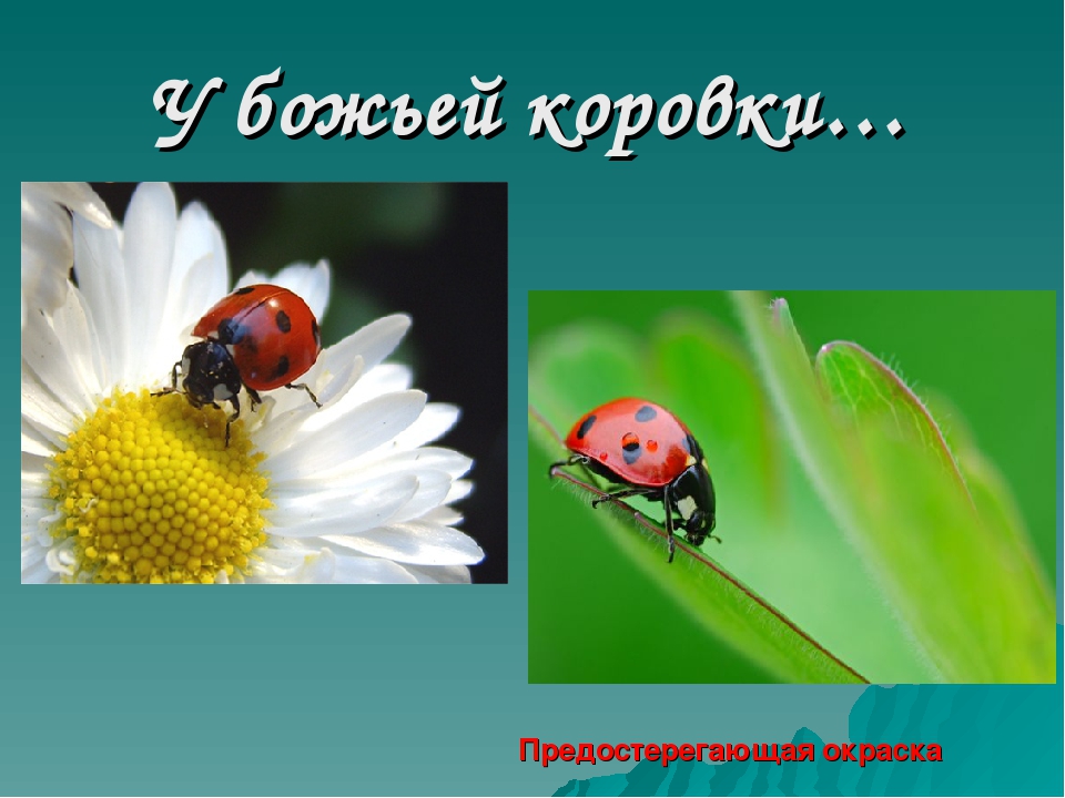 Дидактическая игра "Виды защитной окраски у животных" (дошкольникам)