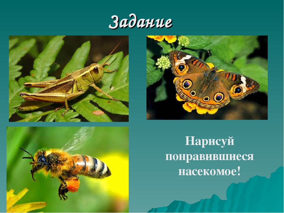 Дидактическая игра "Виды защитной окраски у животных" (дошкольникам)