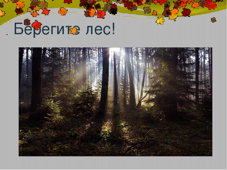 Презентация окружающий мир Берегите лес!
