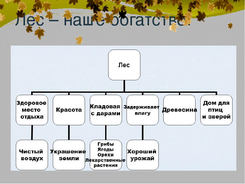Презентация окружающий мир Берегите лес!