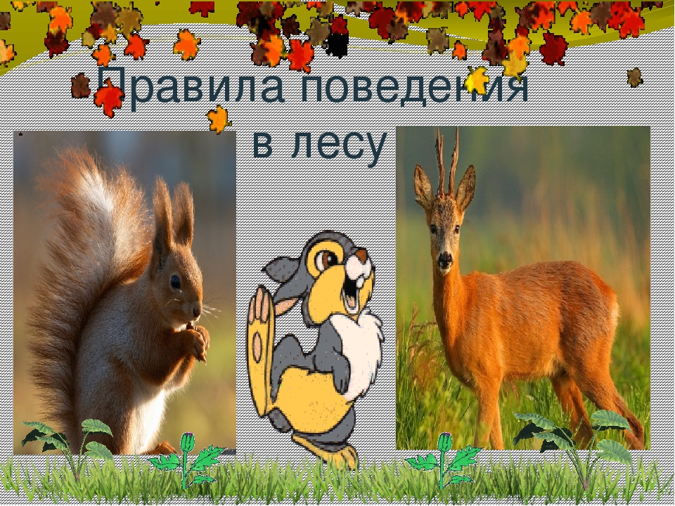 Презентация окружающий мир Берегите лес!