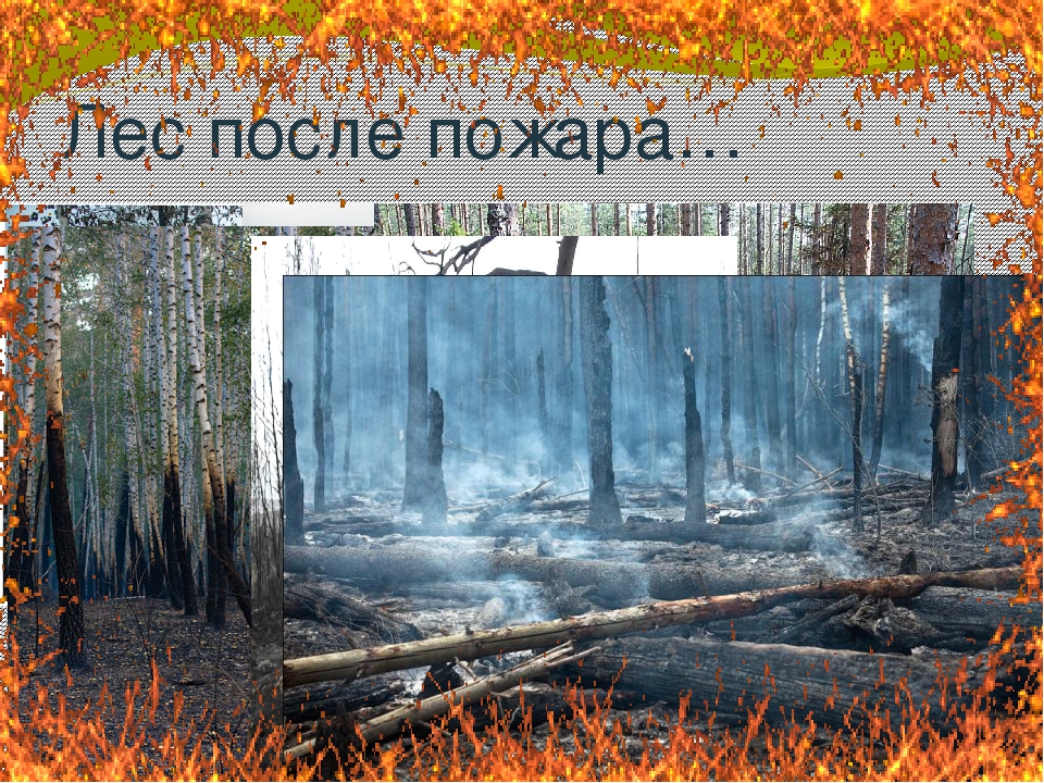 Презентация окружающий мир Берегите лес!
