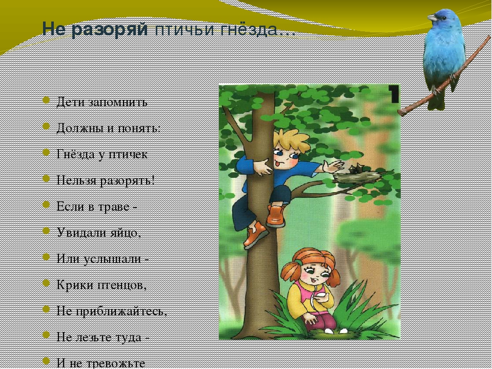Презентация окружающий мир Берегите лес!
