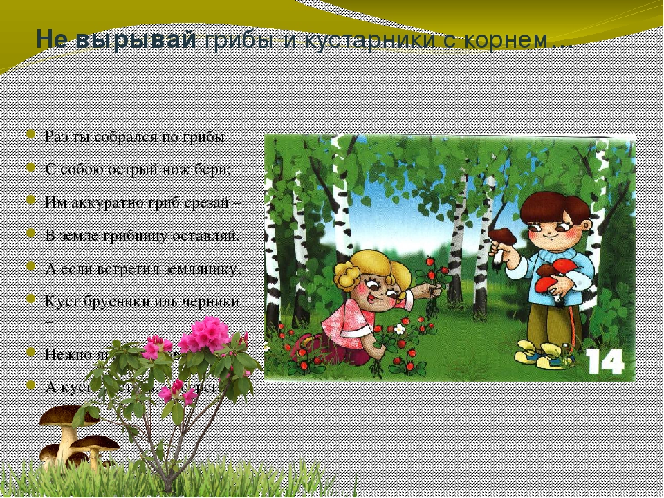 Презентация окружающий мир Берегите лес!