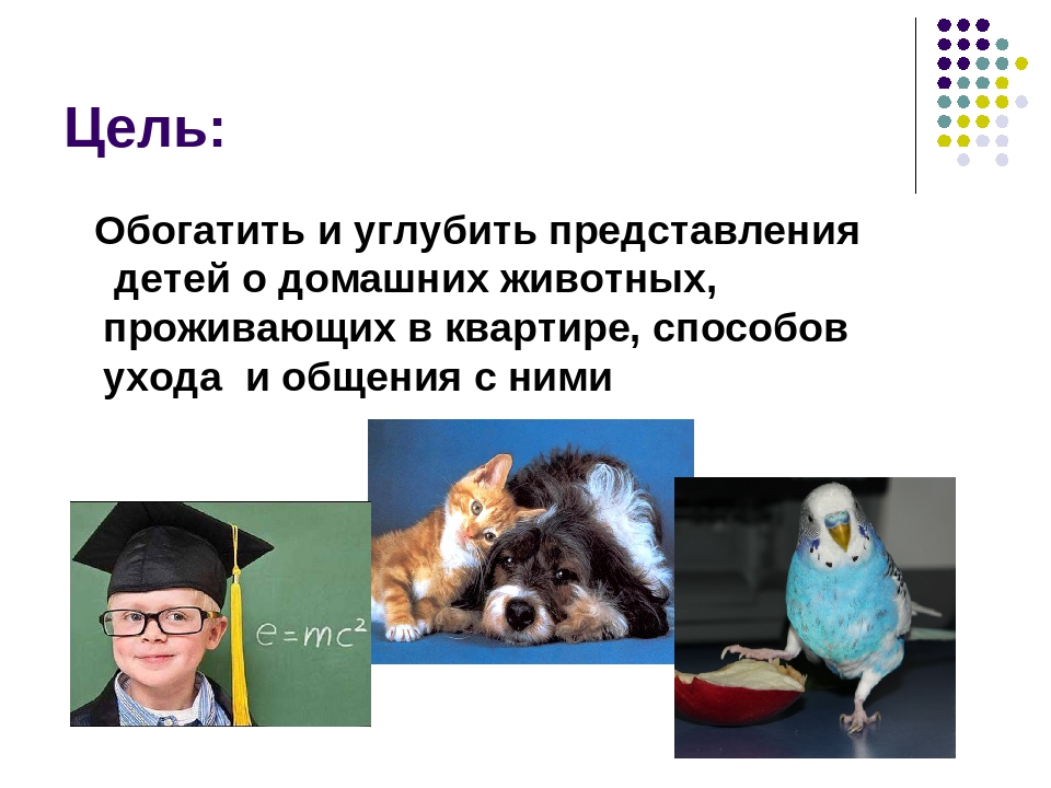 Презентация к проекту: "Наши домашние любимцы"