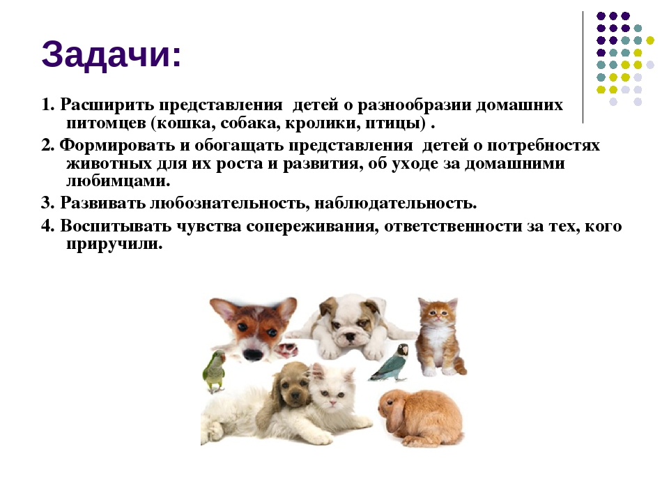 Презентация к проекту: "Наши домашние любимцы"