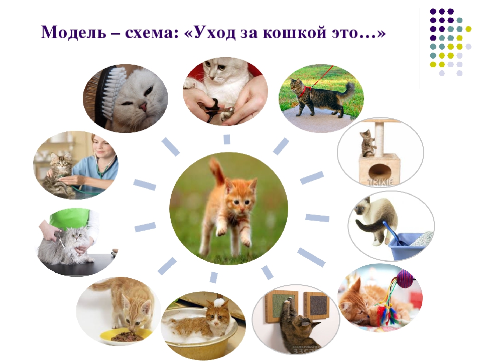 Презентация к проекту: "Наши домашние любимцы"