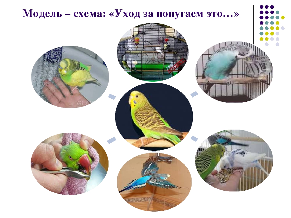 Презентация к проекту: "Наши домашние любимцы"