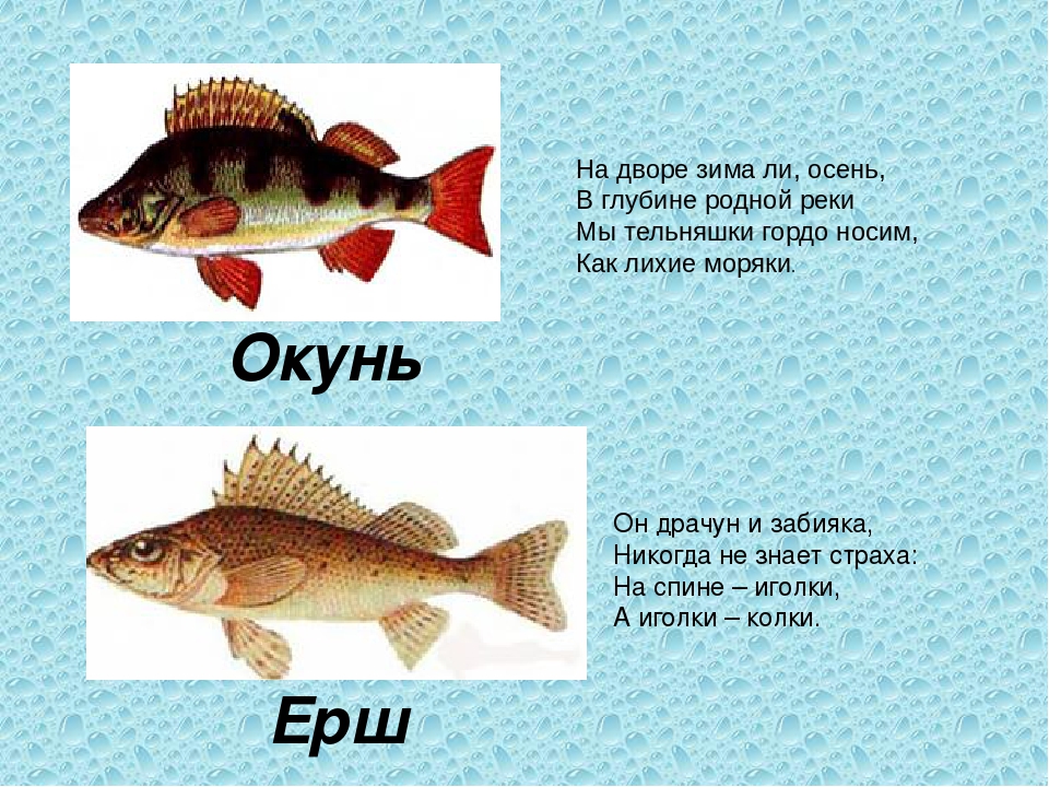 Презентация к НОД по краеведению "Ой, ты речка синяя..."