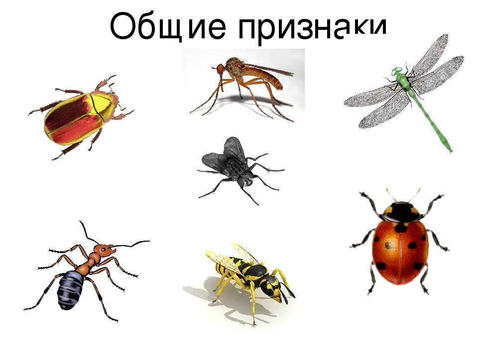 Развлечение для детей группы ЗПР.