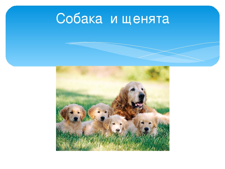 Презентация ко дню матери в старшей группе детского сада