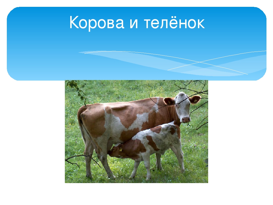 Презентация ко дню матери в старшей группе детского сада