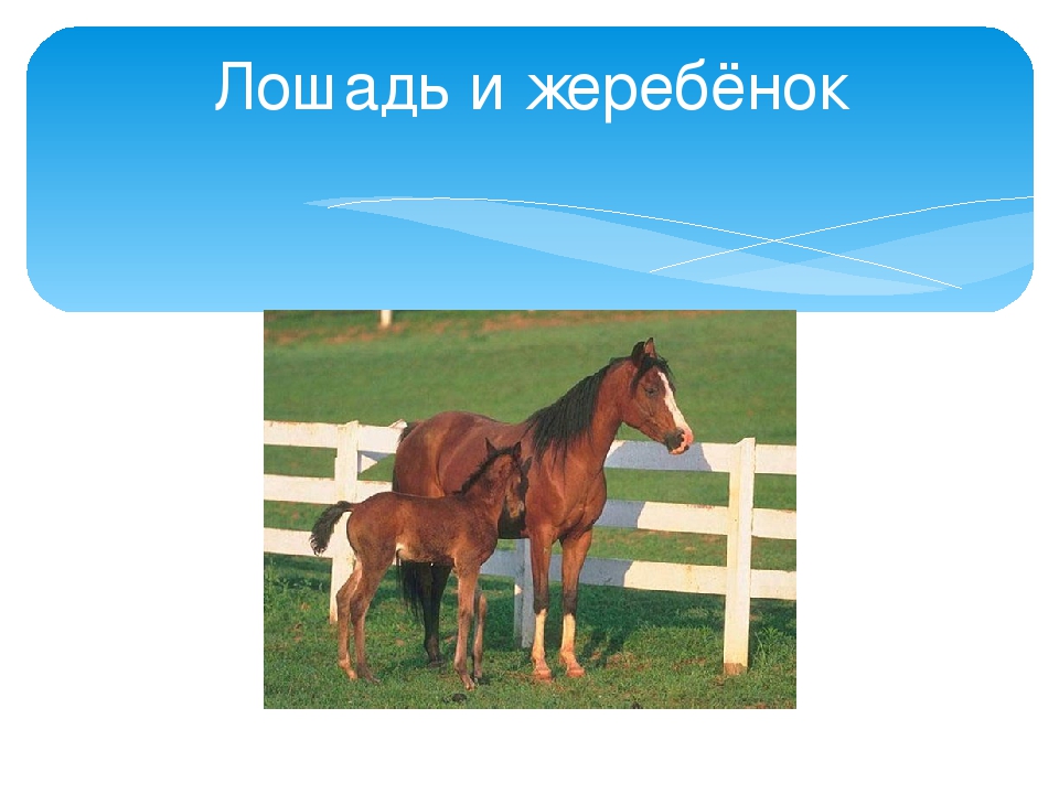 Презентация ко дню матери в старшей группе детского сада