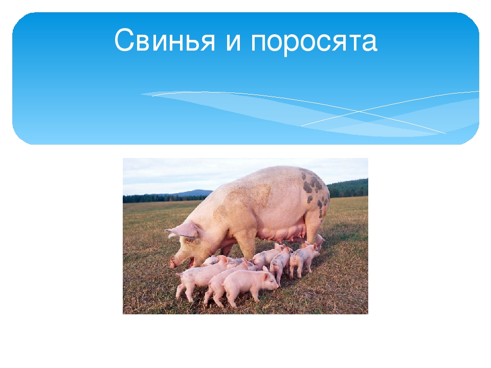 Презентация ко дню матери в старшей группе детского сада