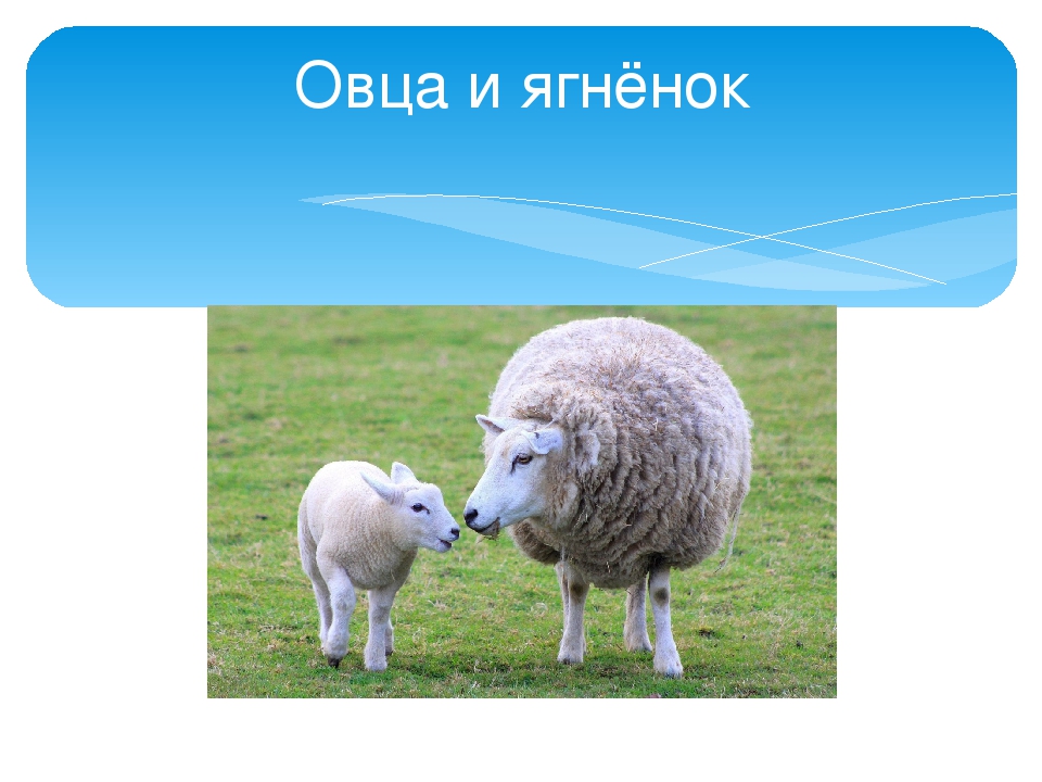 Презентация ко дню матери в старшей группе детского сада
