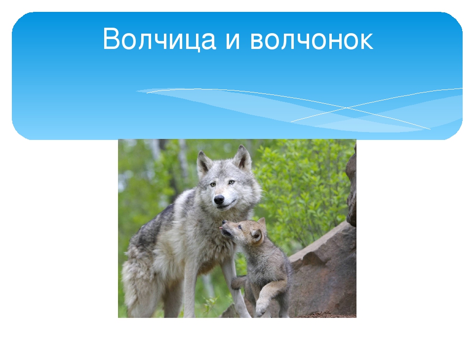 Презентация ко дню матери в старшей группе детского сада