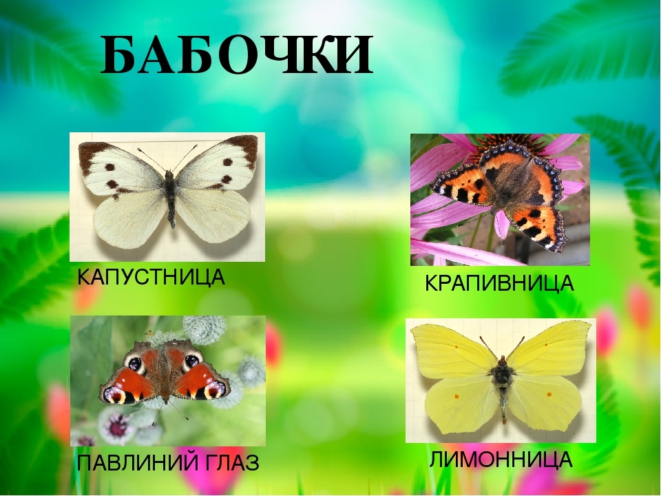 Бабочки картинки окружающий мир. Бабочки для презентации для детей. Бабочки для дошкольников. Презентация бабочки для дошкольников. Насекомые бабочки презентация для дошкольников.