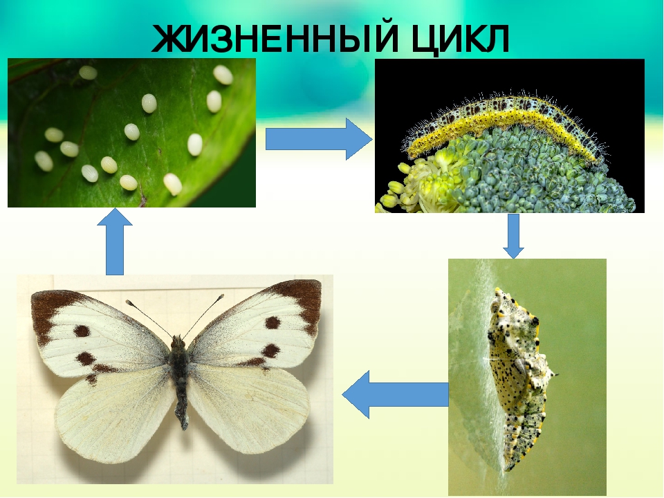 Функция трахеи у капустной белянки. Цикл развития бабочки капустницы. Жизненный цикл капустной белянки. Размножение бабочки капустницы. Этапы развития бабочки капустной белянки.