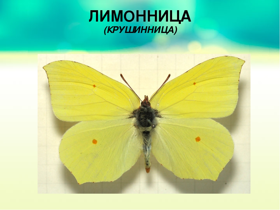 Презентация для младших дошкольников "Бабочки"