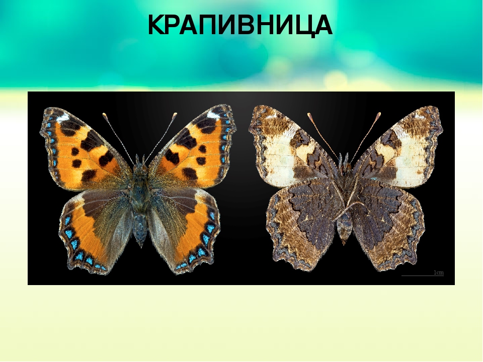 В чем сходство и различие бабочек. Бабочки для дошкольников. Бабочка крапивница. Презентация бабочки для дошкольников. Проект про бабочек.