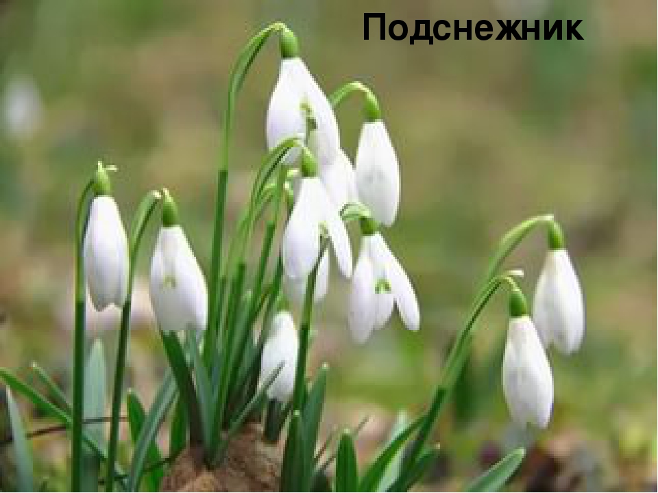 Презентация НОД в рамках образовательной области «Речевое развитие» Тема: «Весна идёт, весне дорогу»