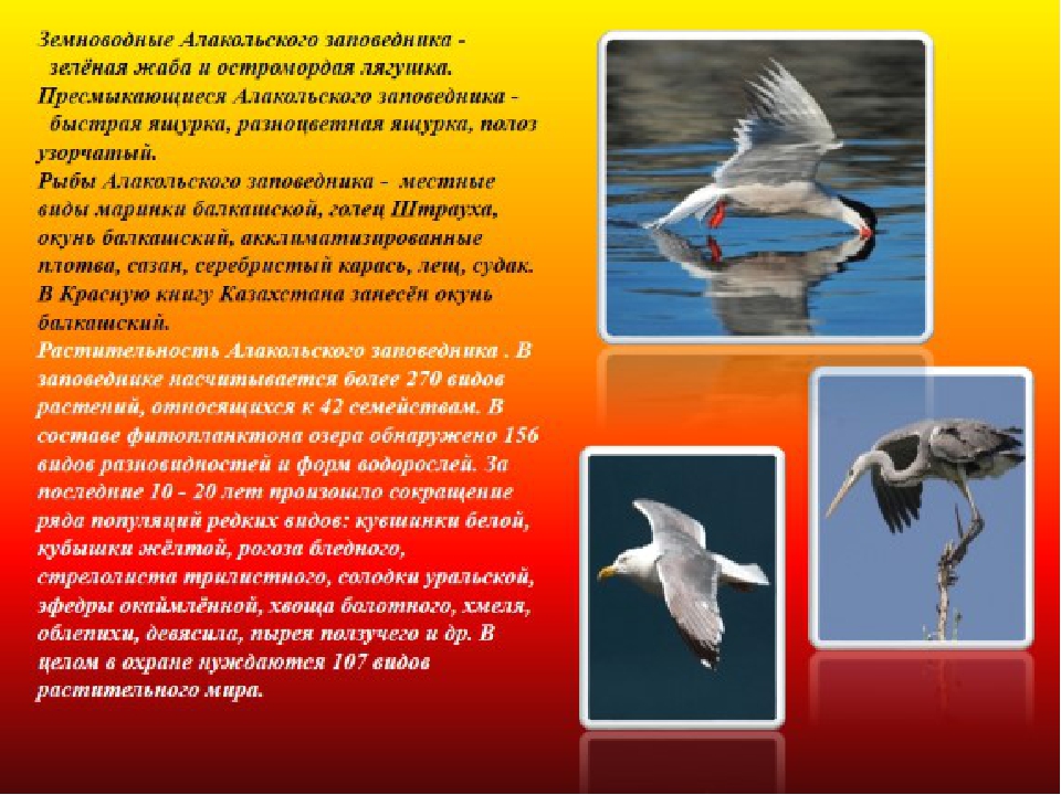 Презентация на тему: Моя родина Казахстан