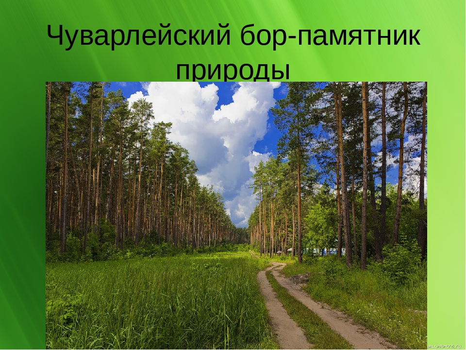 Презентпция : "Мои Чуварлеи"