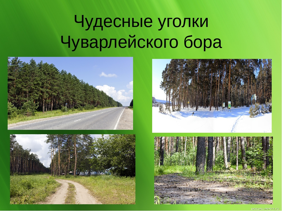 Презентпция : "Мои Чуварлеи"