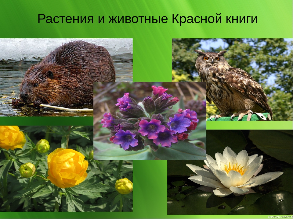 Презентпция : "Мои Чуварлеи"