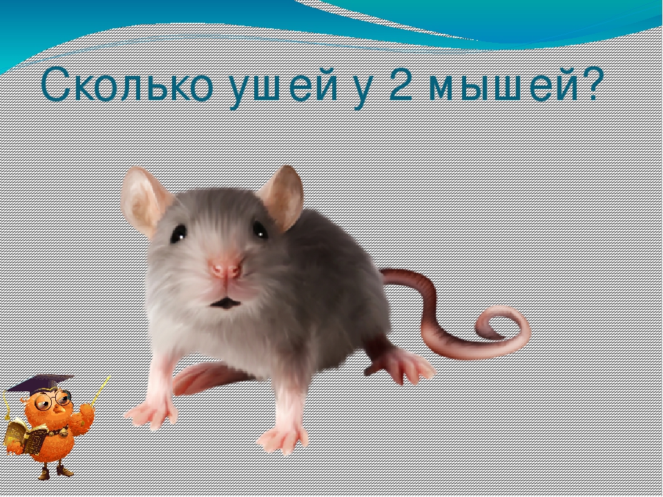 Презентация по ФЭМП на тему " КВН по математике" (старшая группа)