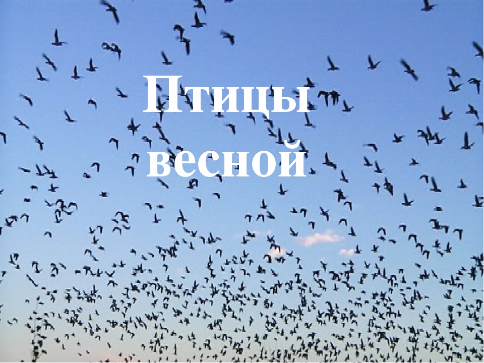 Призентация птицы средняя группа