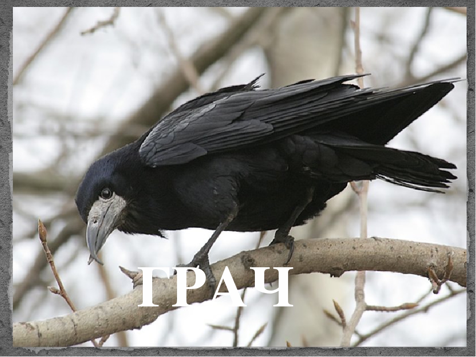 Призентация птицы средняя группа