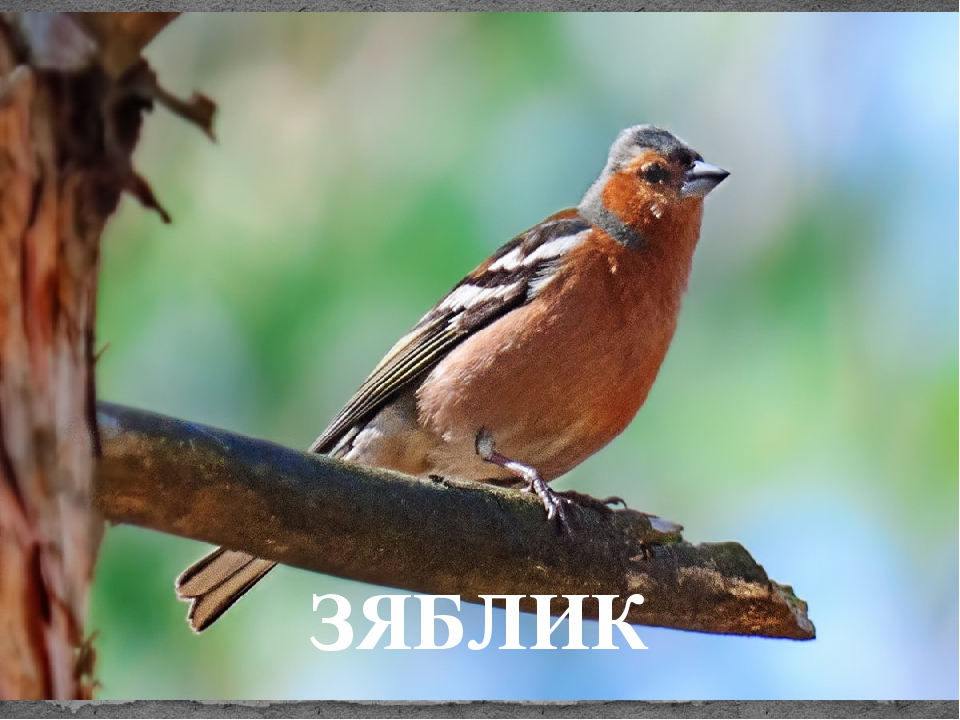 Призентация птицы средняя группа
