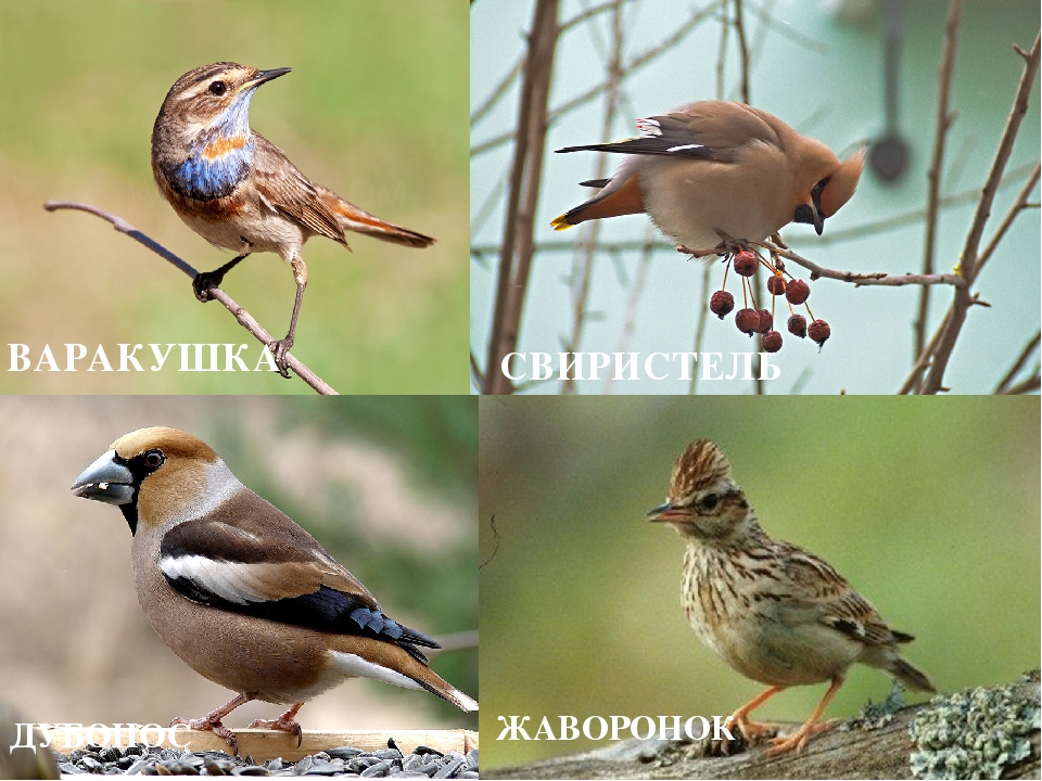 Призентация птицы средняя группа