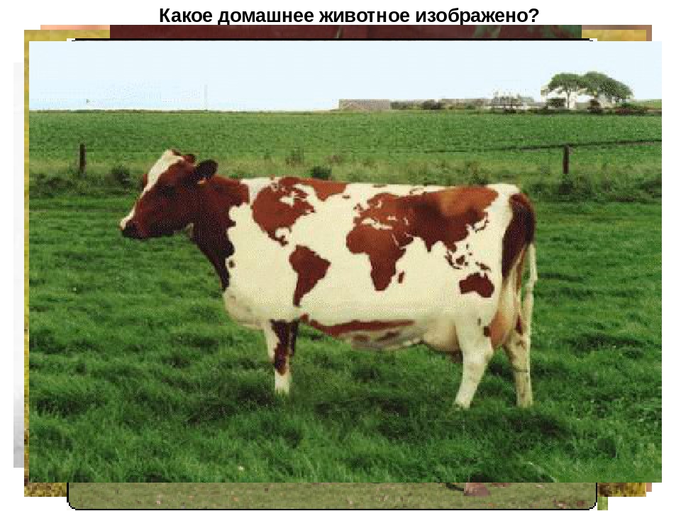 Презентация для детей 1й младшей группы. Домашние животные.