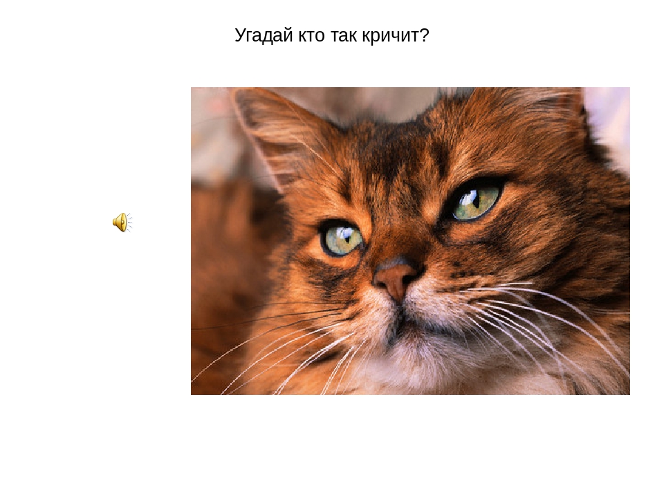 Презентация для детей 1й младшей группы. Домашние животные.