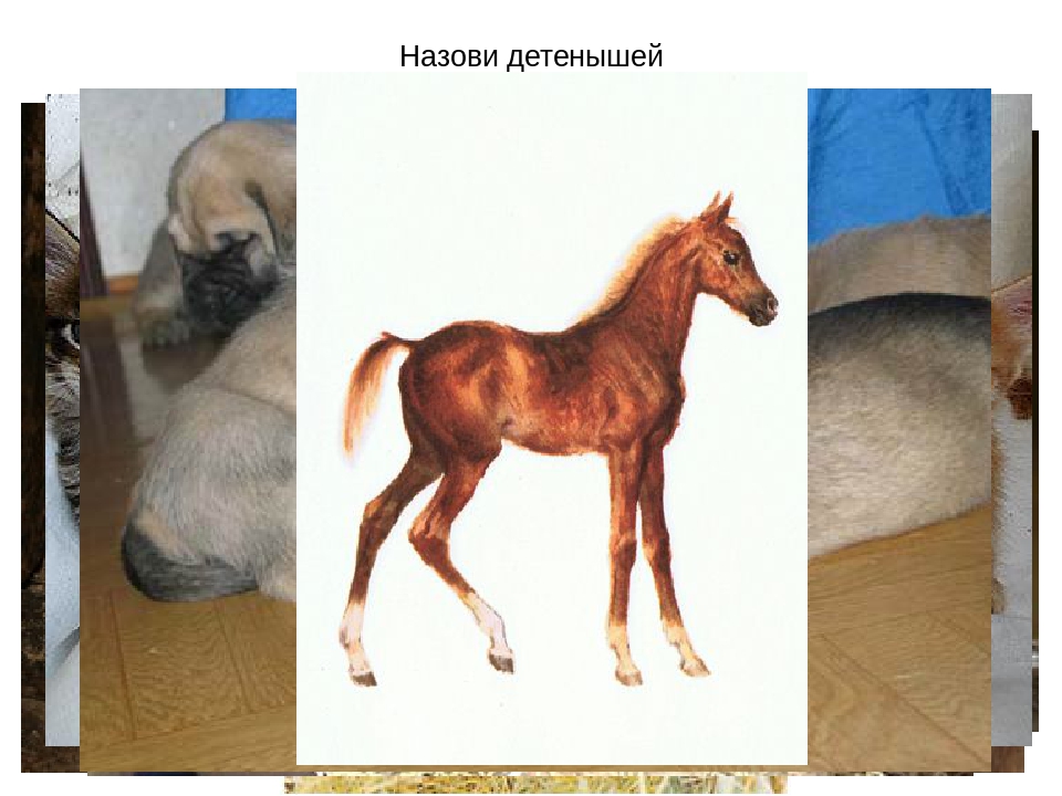 Презентация для детей 1й младшей группы. Домашние животные.