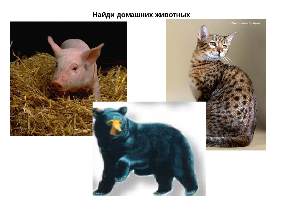 Презентация для детей 1й младшей группы. Домашние животные.
