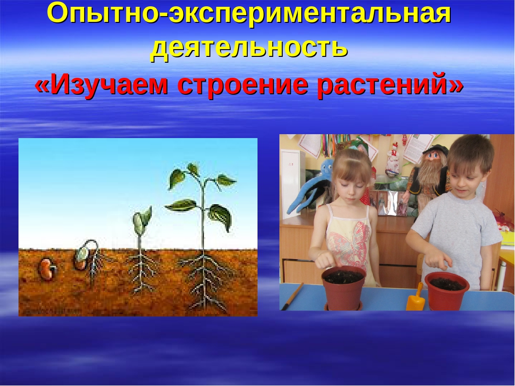 Презентация на тему "В гости к цветам"
