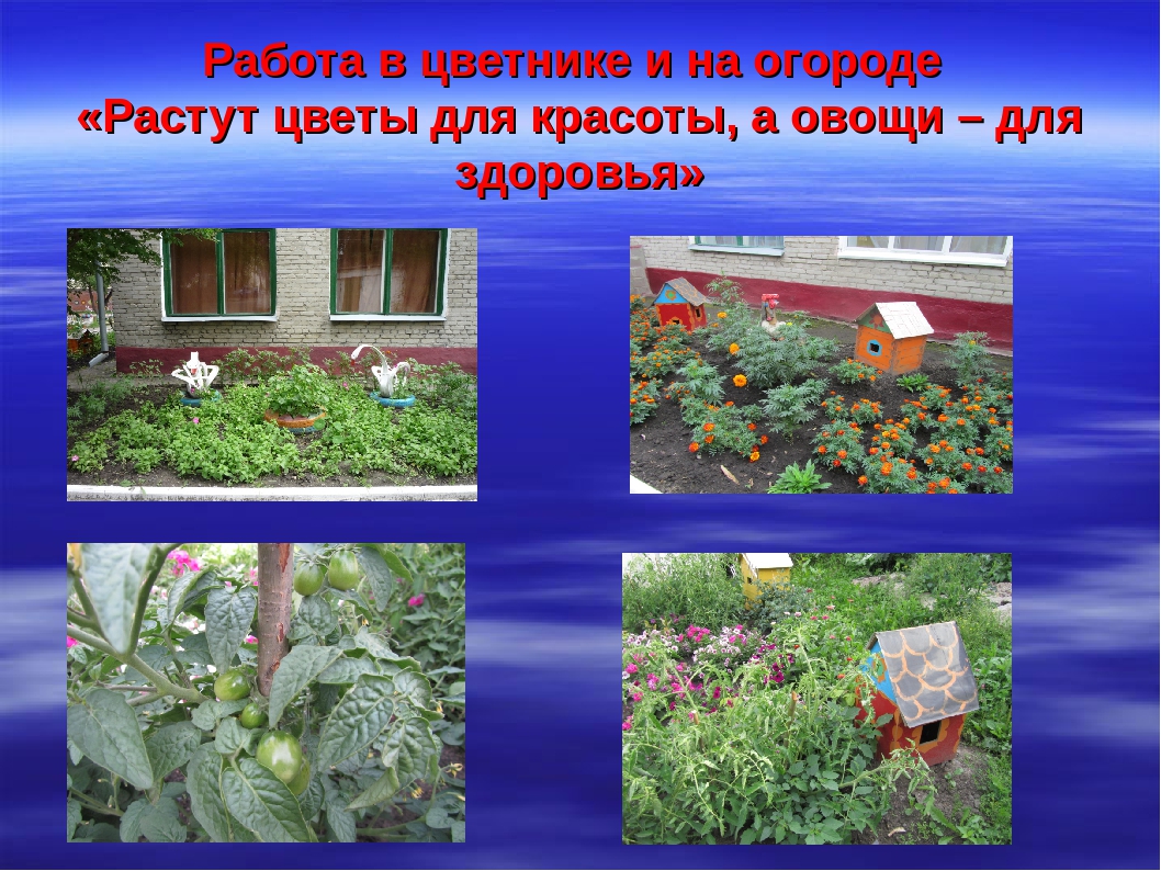 Презентация на тему "В гости к цветам"