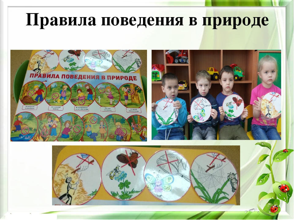 Презентация экологического проекта на тему "Насекомые малышки - наши меньшие братишки" для детей средней группы
