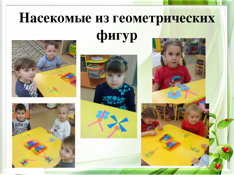 Презентация экологического проекта на тему "Насекомые малышки - наши меньшие братишки" для детей средней группы