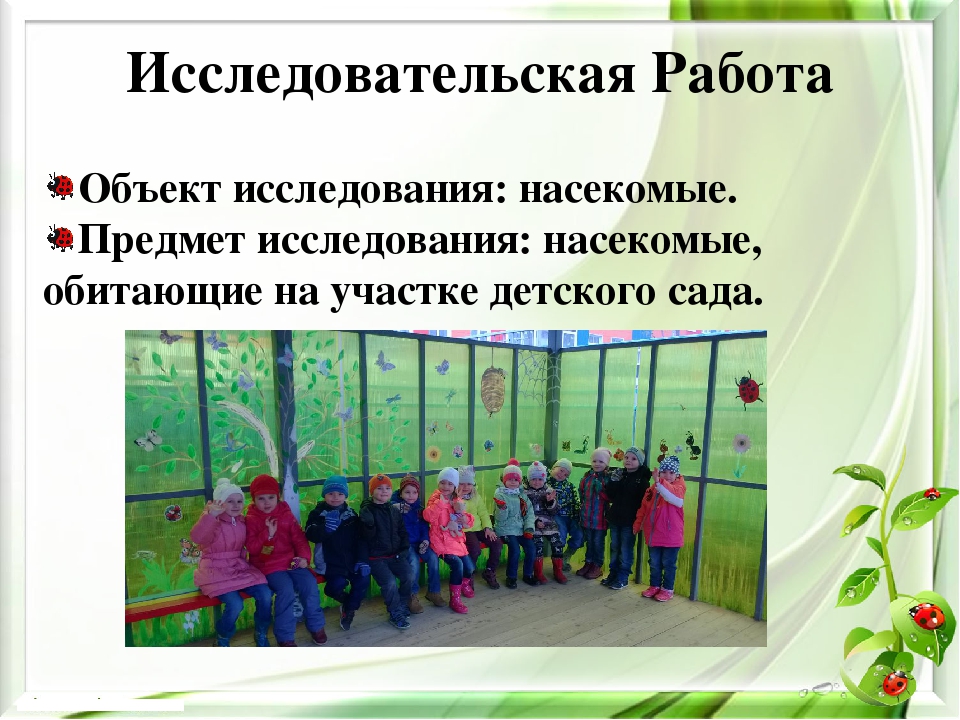 Презентация экологического проекта на тему "Насекомые малышки - наши меньшие братишки" для детей средней группы