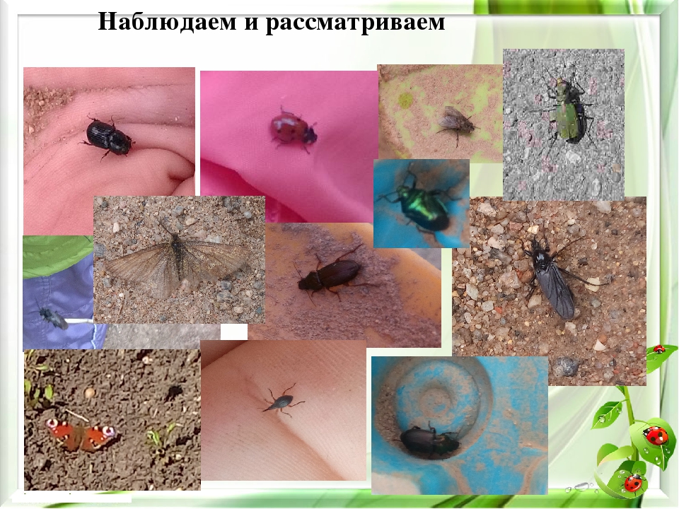 Презентация экологического проекта на тему "Насекомые малышки - наши меньшие братишки" для детей средней группы