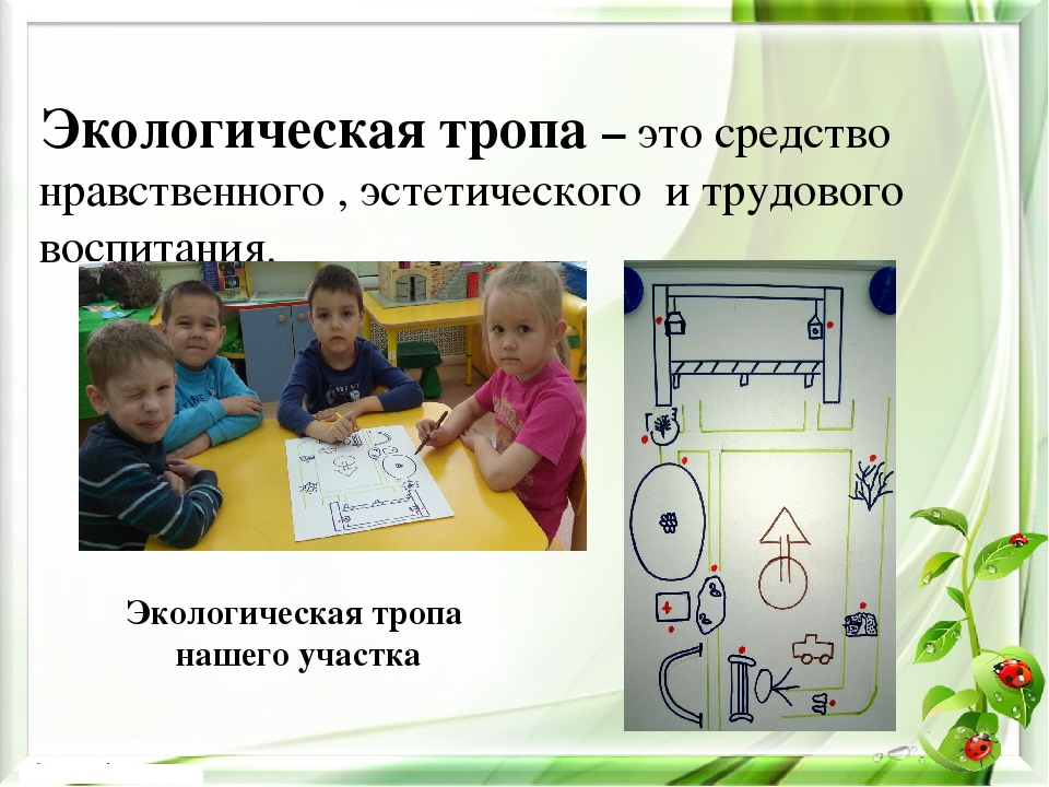 Презентация экологического проекта на тему "Насекомые малышки - наши меньшие братишки" для детей средней группы