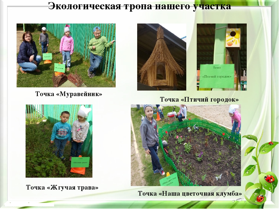 Презентация экологического проекта на тему "Насекомые малышки - наши меньшие братишки" для детей средней группы