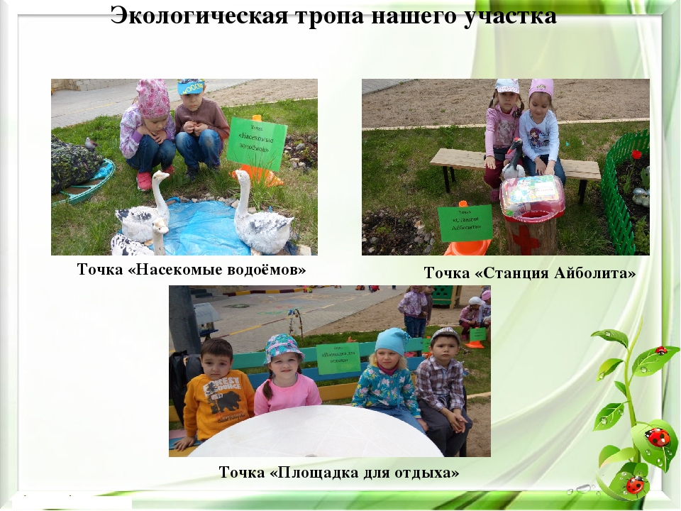 Презентация экологического проекта на тему "Насекомые малышки - наши меньшие братишки" для детей средней группы