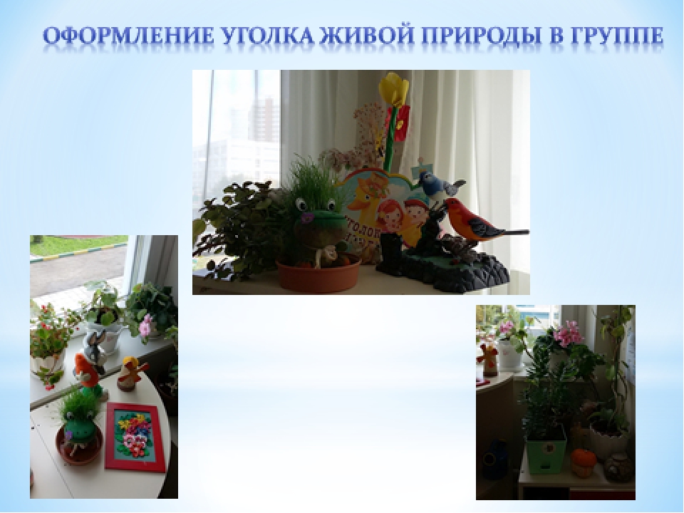 Проект "Экологическое воспитание старших дошкольников"